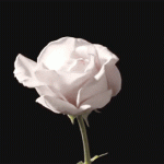 IMG_0653.gif