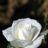 white rose